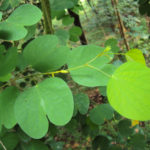 Bauhinia_tomentosa_06
