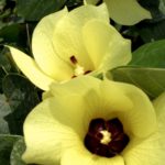 bauhinia-tomentosa