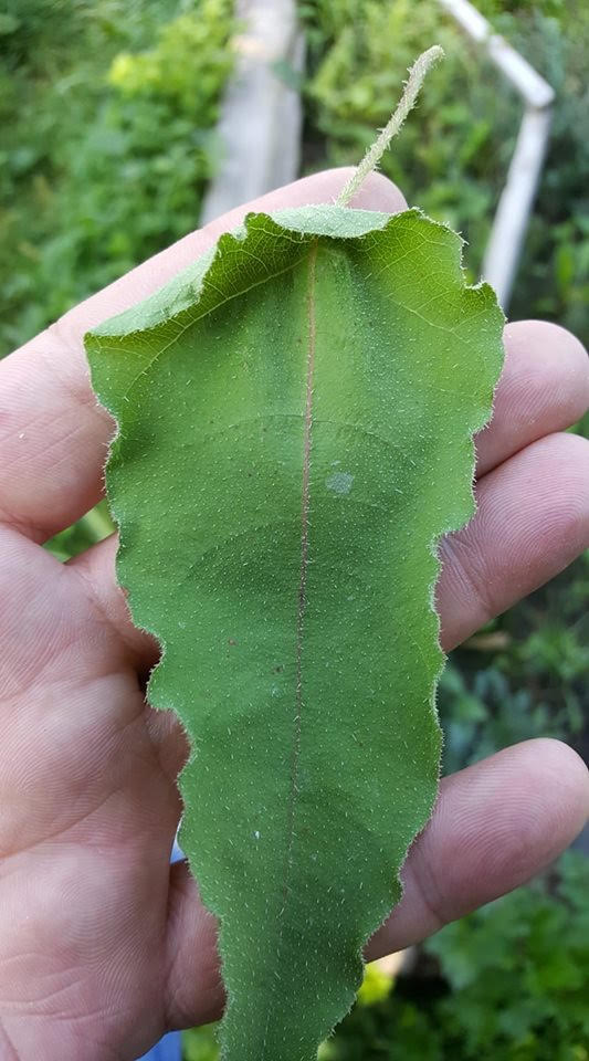 Евкаліпт цитрусовий Eucalyptus citriodora Евкаліпт цитрусовий Eucalyptus citriodora - Зображення 4