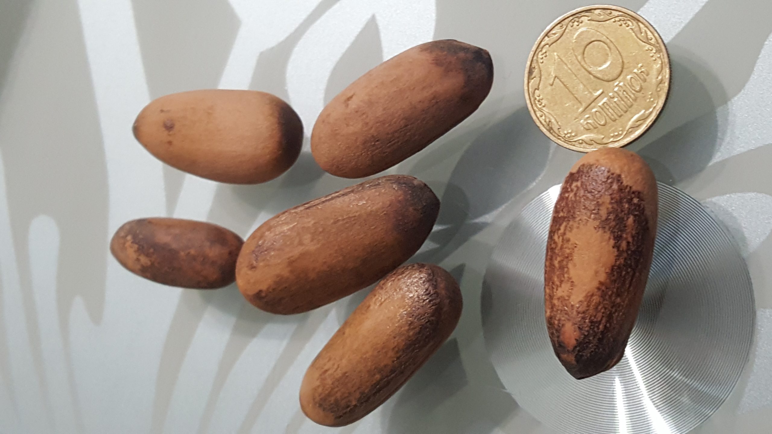 Сосна Максімартінез Pinus Maximartinezii Сосна Максімартінез Pinus Maximartinezii - Зображення 6
