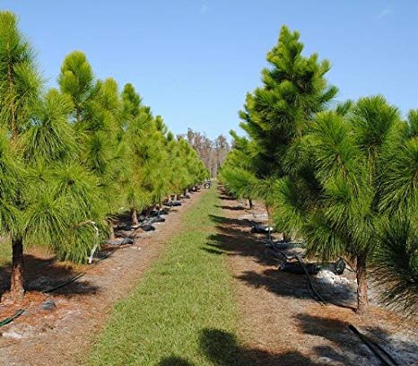 Насіння.Сосна Елліота Pinus elliottii ціна за 100 насінин Насіння.Сосна Елліота Pinus elliottii ціна за 100 насінин - Зображення 2