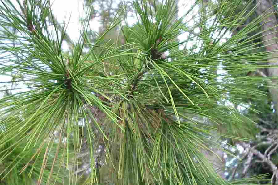 Насіння.Сосна Елліота Pinus elliottii ціна за 100 насінин Насіння.Сосна Елліота Pinus elliottii ціна за 100 насінин - Зображення 3