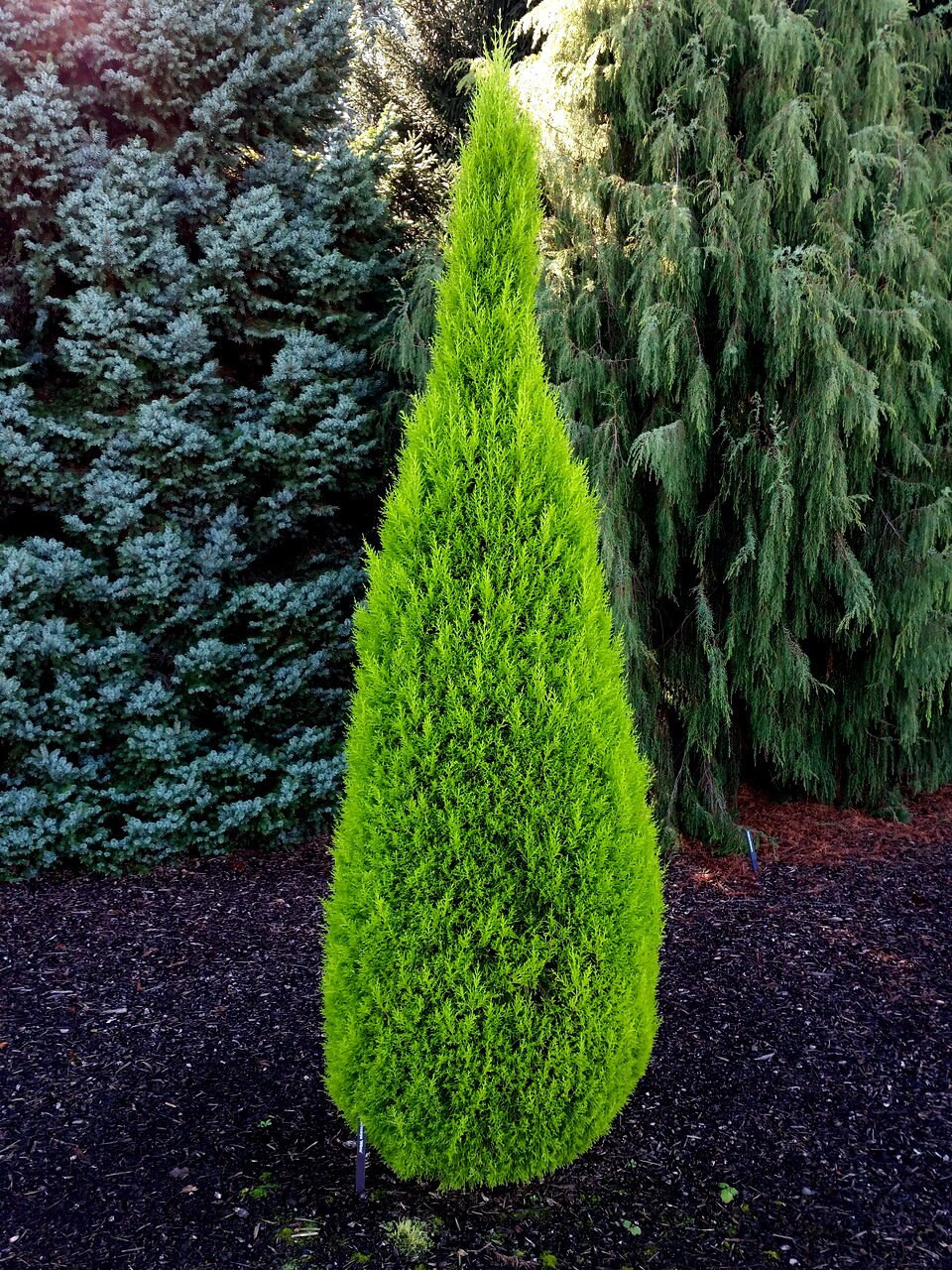 Кипарис крупноплідний Cupressus macrocarpa Кипарис крупноплідний Cupressus macrocarpa