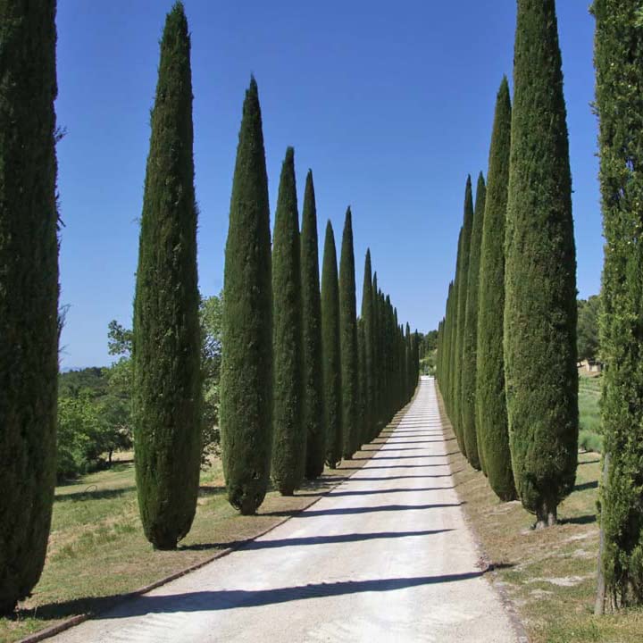 Кипарис італійський Cupressus sempervirens Кипарис італійський Cupressus sempervirens