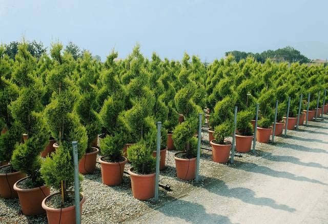 Кипарис крупноплідний Cupressus macrocarpa Кипарис крупноплідний Cupressus macrocarpa - Зображення 2
