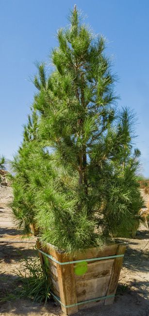 Сосна ельдарська pinus eldarica Сосна ельдарська pinus eldarica - Зображення 2