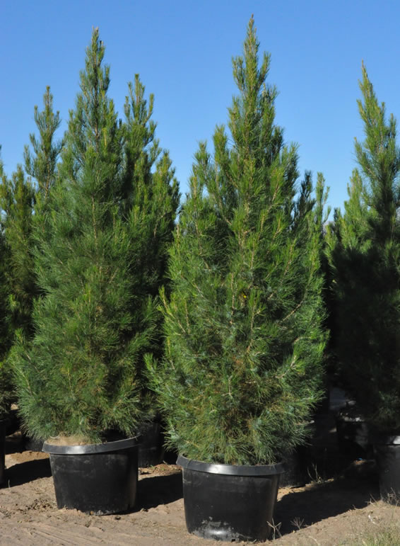 Сосна ельдарська pinus eldarica Сосна ельдарська pinus eldarica