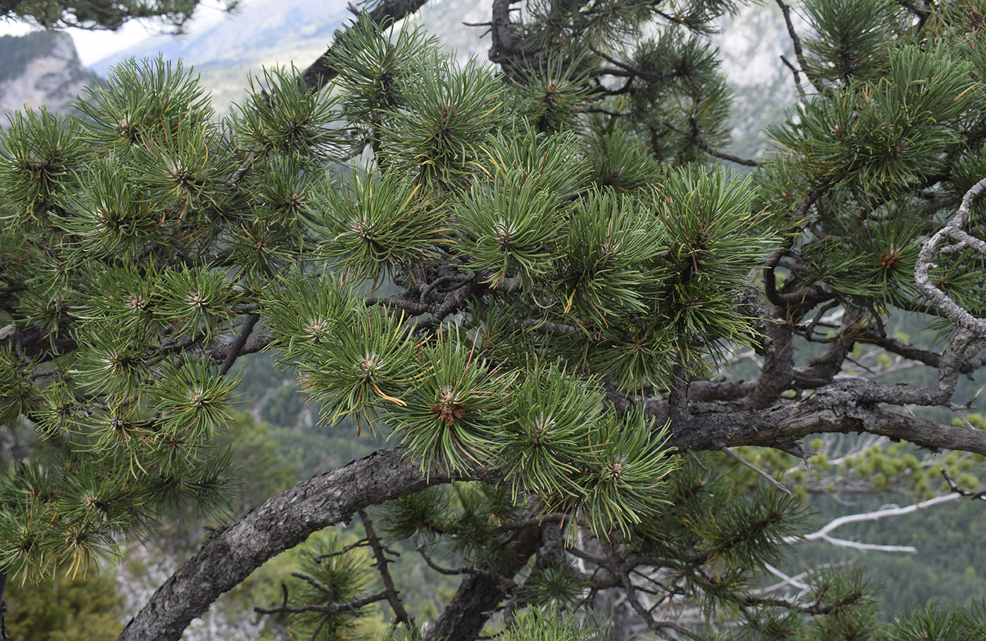 Сосна гачкувата Pinus uncinata Сосна гачкувата Pinus uncinata - Зображення 2