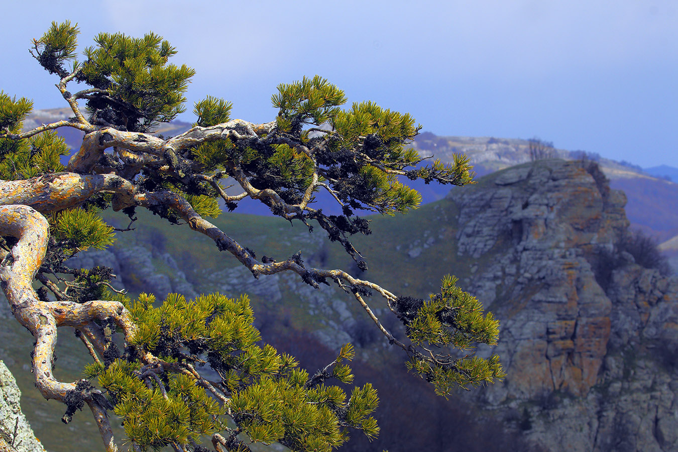 Сосна гачкувата Pinus uncinata Сосна гачкувата Pinus uncinata