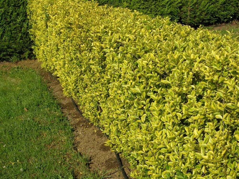 Самшит вічнозелений “Ауреа” Buxus sempervirens Aurea Самшит вічнозелений "Ауреа" Buxus sempervirens Aurea