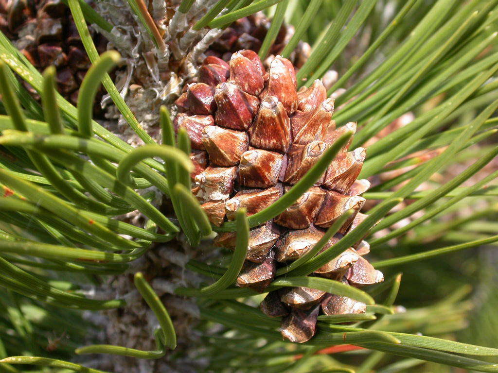 Сосна гачкувата Pinus uncinata Сосна гачкувата Pinus uncinata - Зображення 3