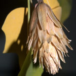 Liriodendron_5
