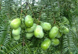Torreya_grandis