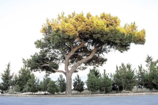 Эльдарская_сосна_-_Pinus_eldarica