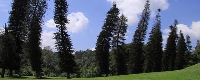 кук9