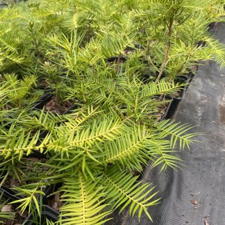 Торрея крупна Torreya grandis