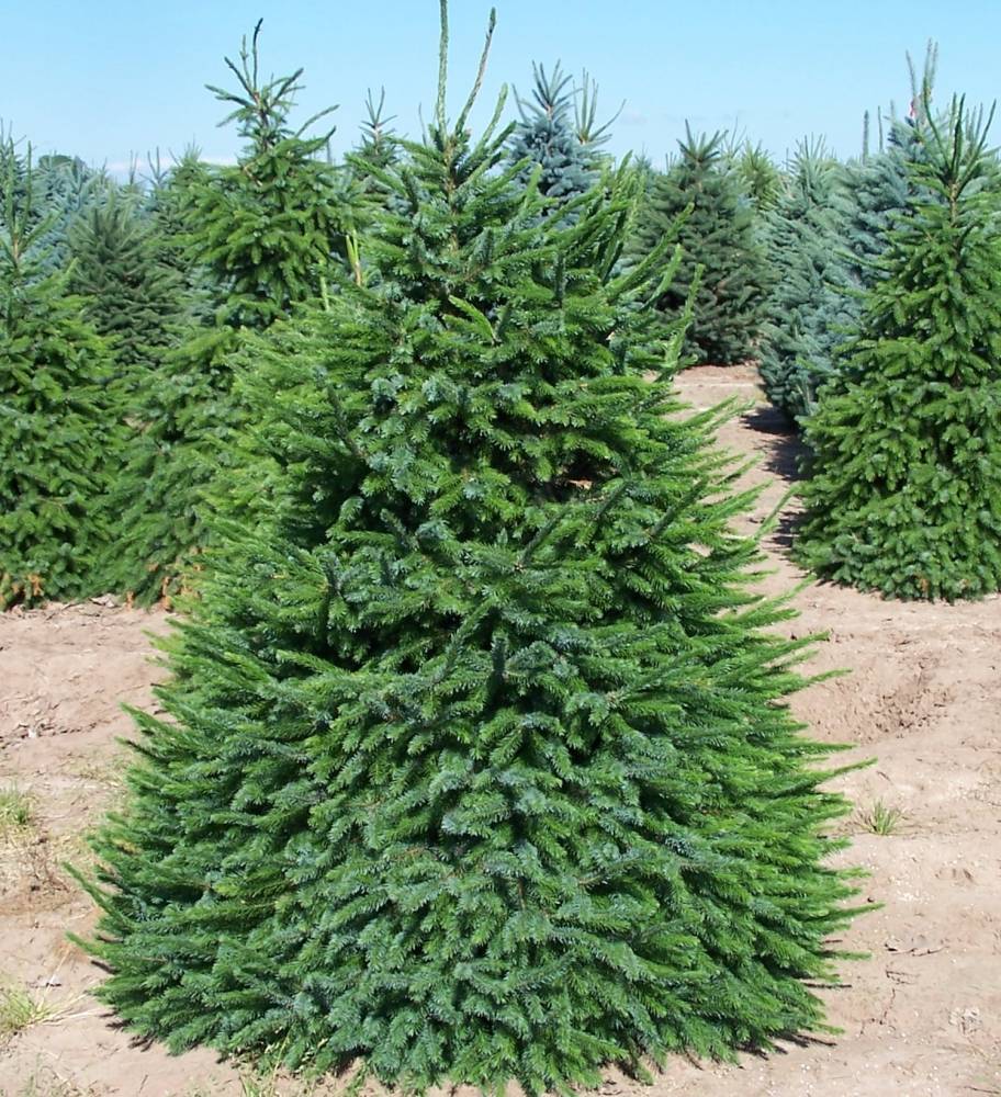 Ялина європейська Picea abies Ялина європейська Picea abies