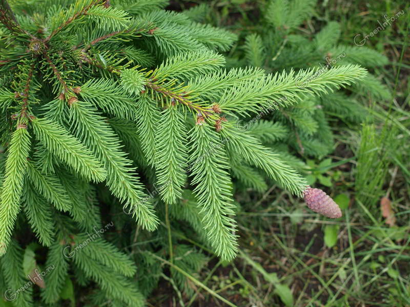 Ялина європейська Picea abies Ялина європейська Picea abies - Зображення 2