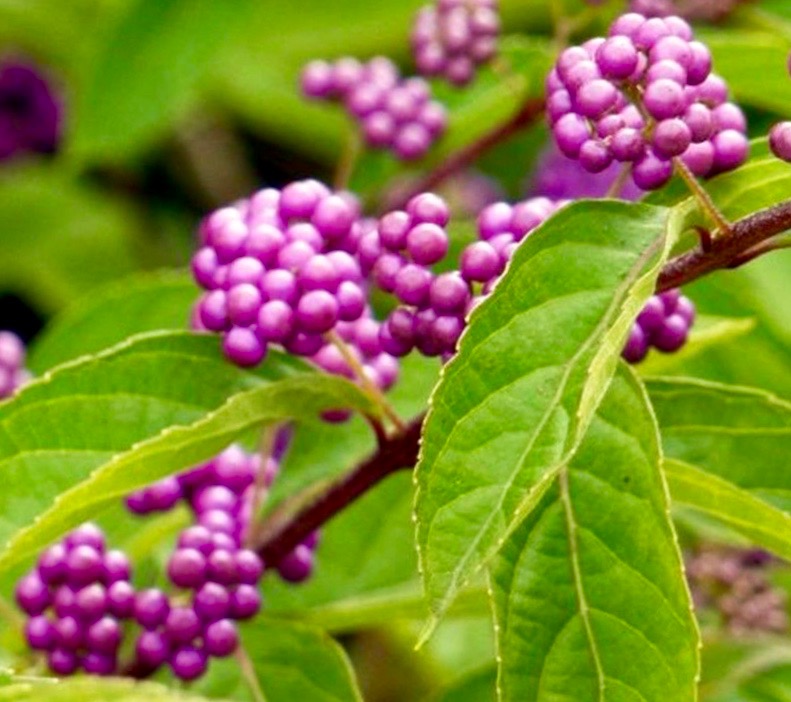 Красивоплідник бодіньєра Профьюжн Callicarpa bodinieri Profusion Красивоплідник бодіньєра Профьюжн Callicarpa bodinieri Profusion