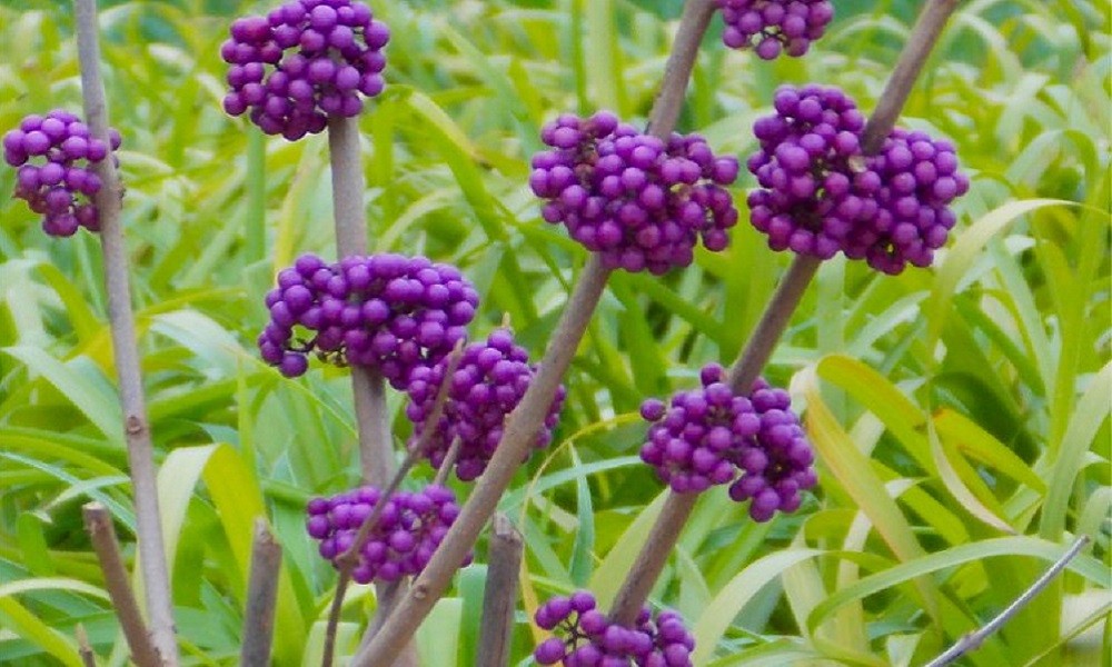 Красивоплідник бодіньєра Профьюжн Callicarpa bodinieri Profusion Красивоплідник бодіньєра Профьюжн Callicarpa bodinieri Profusion - Зображення 2
