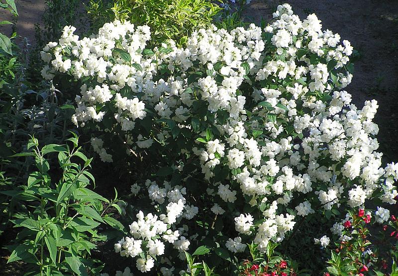 Чубушник венечный Philadelphus coronarius цена за 10 шт. Чубушник венечный Philadelphus coronarius цена за 10 шт. - Зображення 2