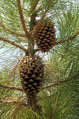 Сосна культера Культера Pinus coulteri Сосна культера Культера Pinus coulteri - Зображення 2