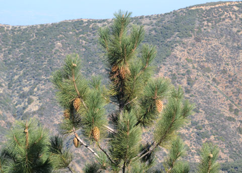 Сосна культера Культера Pinus coulteri Сосна культера Культера Pinus coulteri - Зображення 3