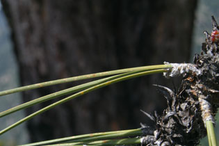 Сосна культера Культера Pinus coulteri Сосна культера Культера Pinus coulteri - Зображення 5