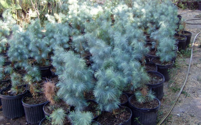 Сосна Максімартінез Pinus Maximartinezii Сосна Максімартінез Pinus Maximartinezii - Зображення 2