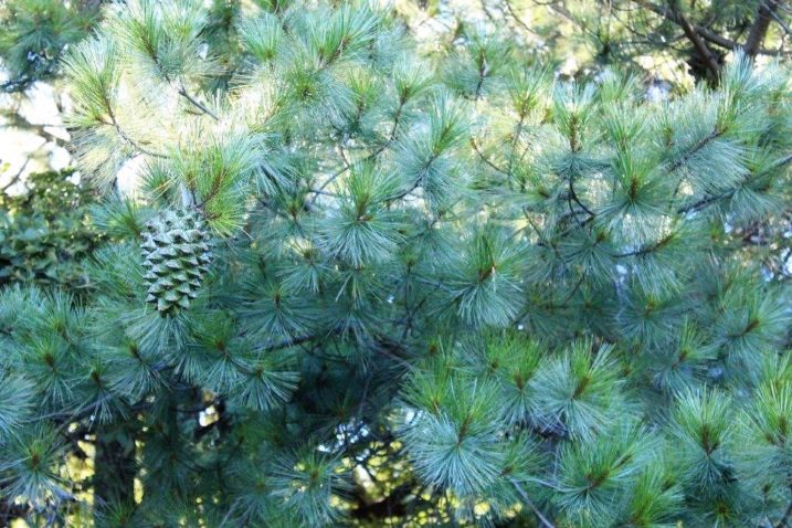 Насіння.Сосна Максімартінез Pinus Maximartinezii ціна за 10 насінин Насіння.Сосна Максімартінез Pinus Maximartinezii ціна за 10 насінин - Зображення 3