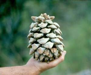 Сосна Максімартінез Pinus Maximartinezii Сосна Максімартінез Pinus Maximartinezii - Зображення 5