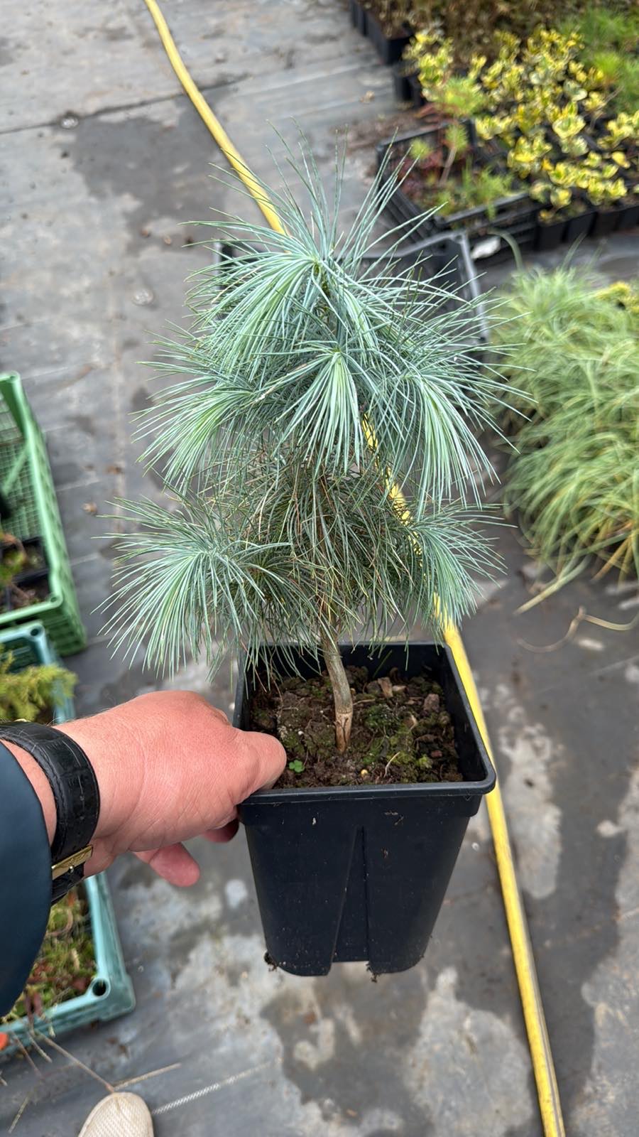 Сосна Максімартінез Pinus Maximartinezii Сосна Максімартінез Pinus Maximartinezii - Зображення 7