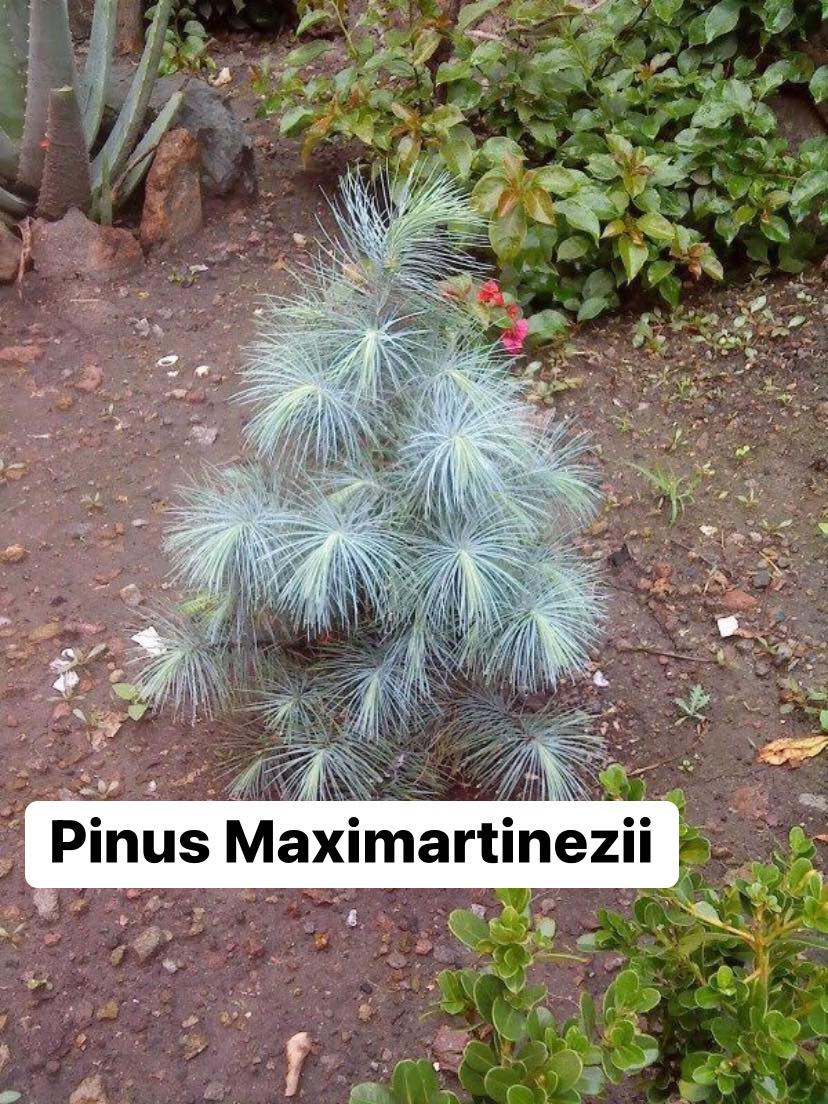 Сосна Максімартінез Pinus Maximartinezii Сосна Максімартінез Pinus Maximartinezii