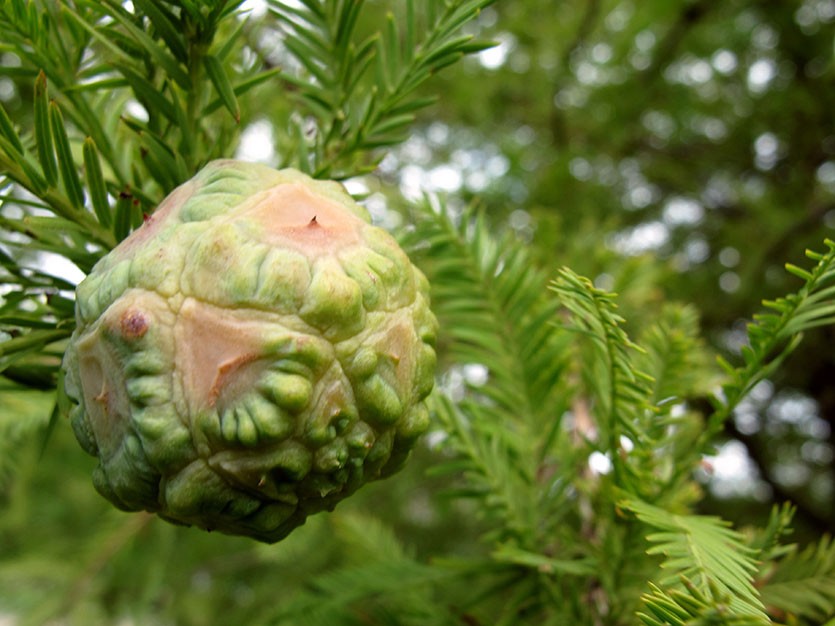 Таксодіум дворядний Taxodium distichum Таксодіум дворядний Taxodium distichum - Зображення 4