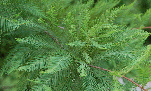 Таксодіум дворядний Taxodium distichum Таксодіум дворядний Taxodium distichum - Зображення 2