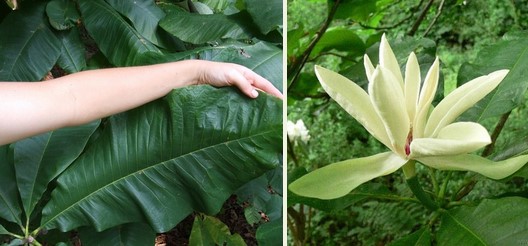 Магнолія трепелюсткова Magnolia tripetala Магнолія трепелюсткова Magnolia tripetala - Зображення 2