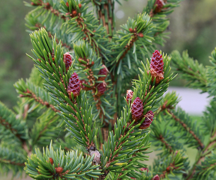 Ялина сербська Picea omorika Ялина сербська Picea omorika - Зображення 2