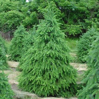 Ялина сербська Picea omorika Ялина сербська Picea omorika