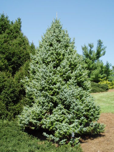 Ялина сербська Picea omorika Ялина сербська Picea omorika - Зображення 4