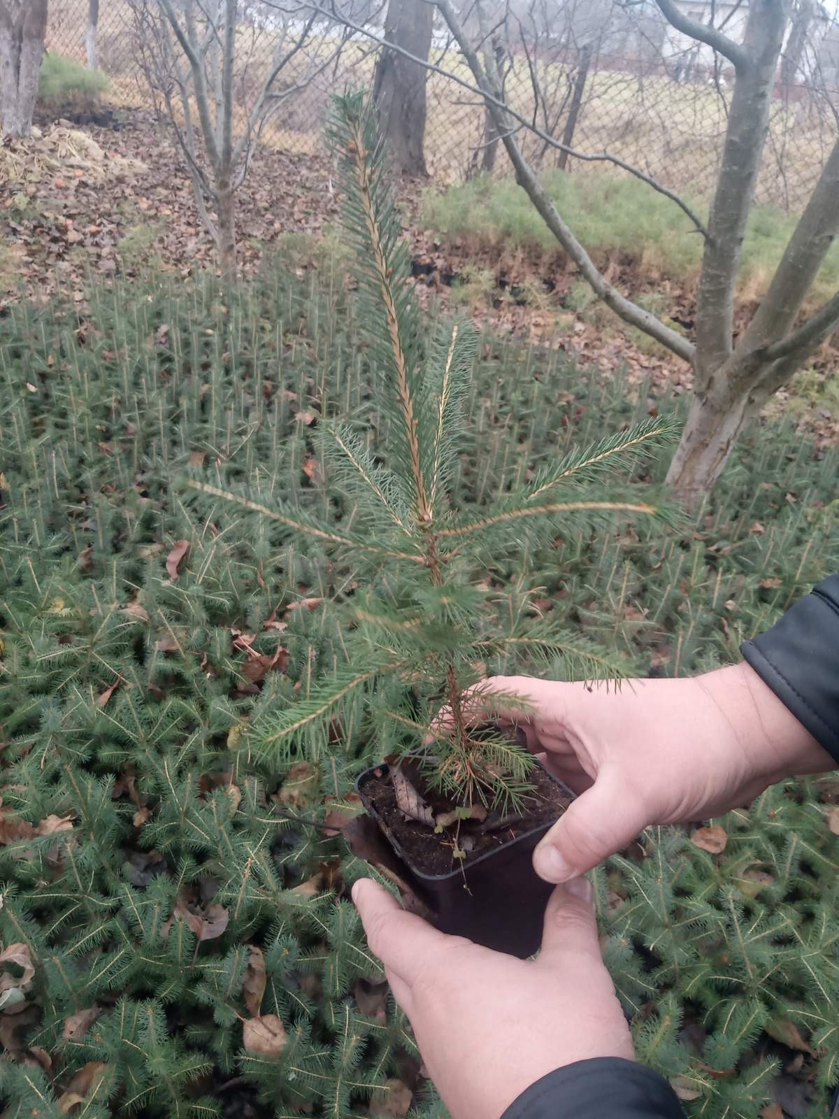 100 саджанців! Ялина європейська Picea abies 100 саджанців! Ялина європейська Picea abies - Зображення 2
