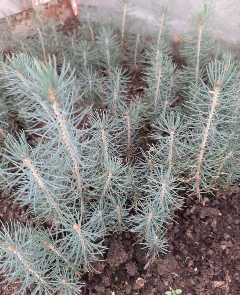 Насіння.Блакитна ялина Меєра Picea spruce meyeri ціна за 100 насінин Насіння.Блакитна ялина Меєра Picea spruce meyeri ціна за 100 насінин - Зображення 4