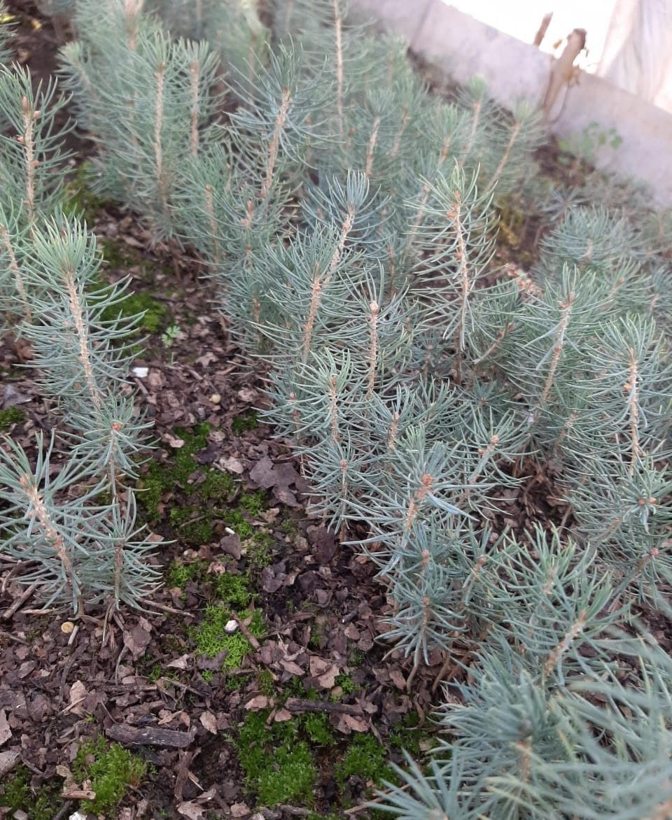 Насіння.Блакитна ялина Меєра Picea spruce meyeri ціна за 100 насінин Насіння.Блакитна ялина Меєра Picea spruce meyeri ціна за 100 насінин - Зображення 3