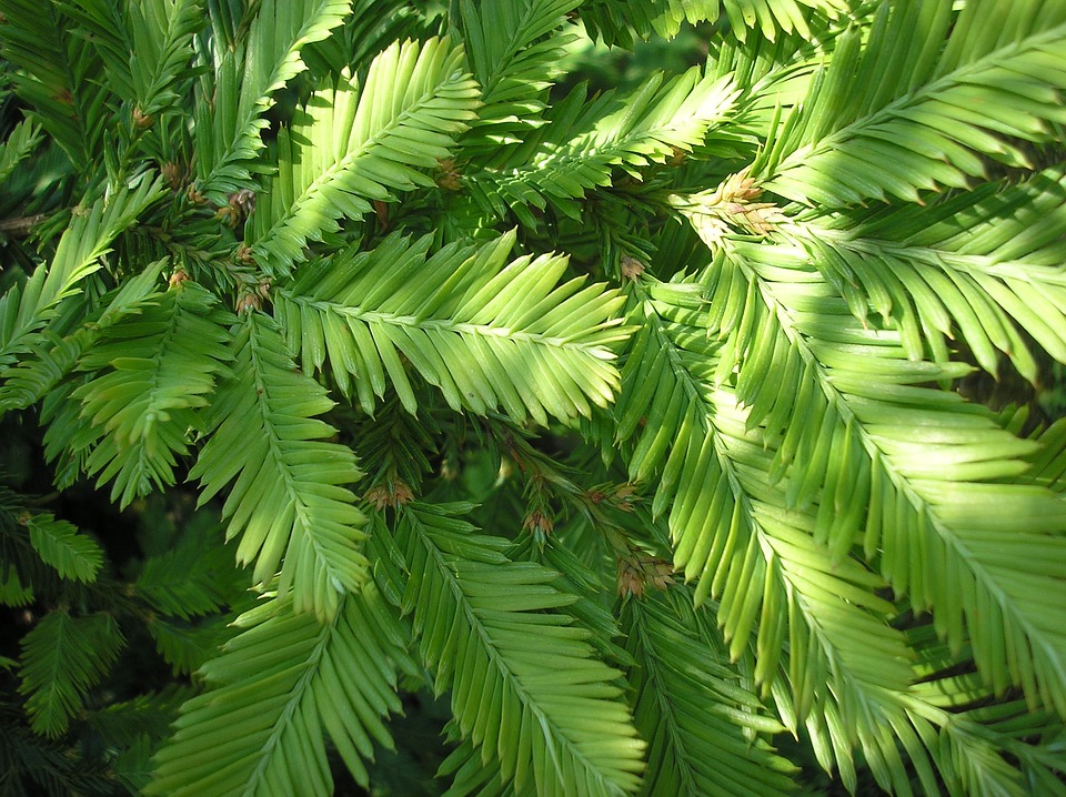Насіння. Секвойя вічнозелена Sequoia sempervirens ціна за 100 насінин Насіння. Секвойя вічнозелена Sequoia sempervirens ціна за 100 насінин - Зображення 2