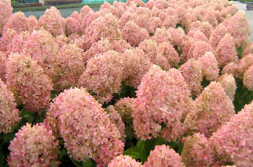 Гортензія волотиста Мейджик Кендл Hydrangea paniculata Magical Candle Гортензія волотиста Мейджик Кендл Hydrangea paniculata Magical Candle