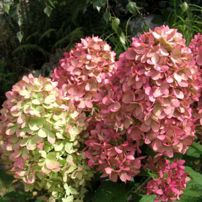 Гортензія волотиста Мейджик Кендл Hydrangea paniculata Magical Candle Гортензія волотиста Мейджик Кендл Hydrangea paniculata Magical Candle - Зображення 2