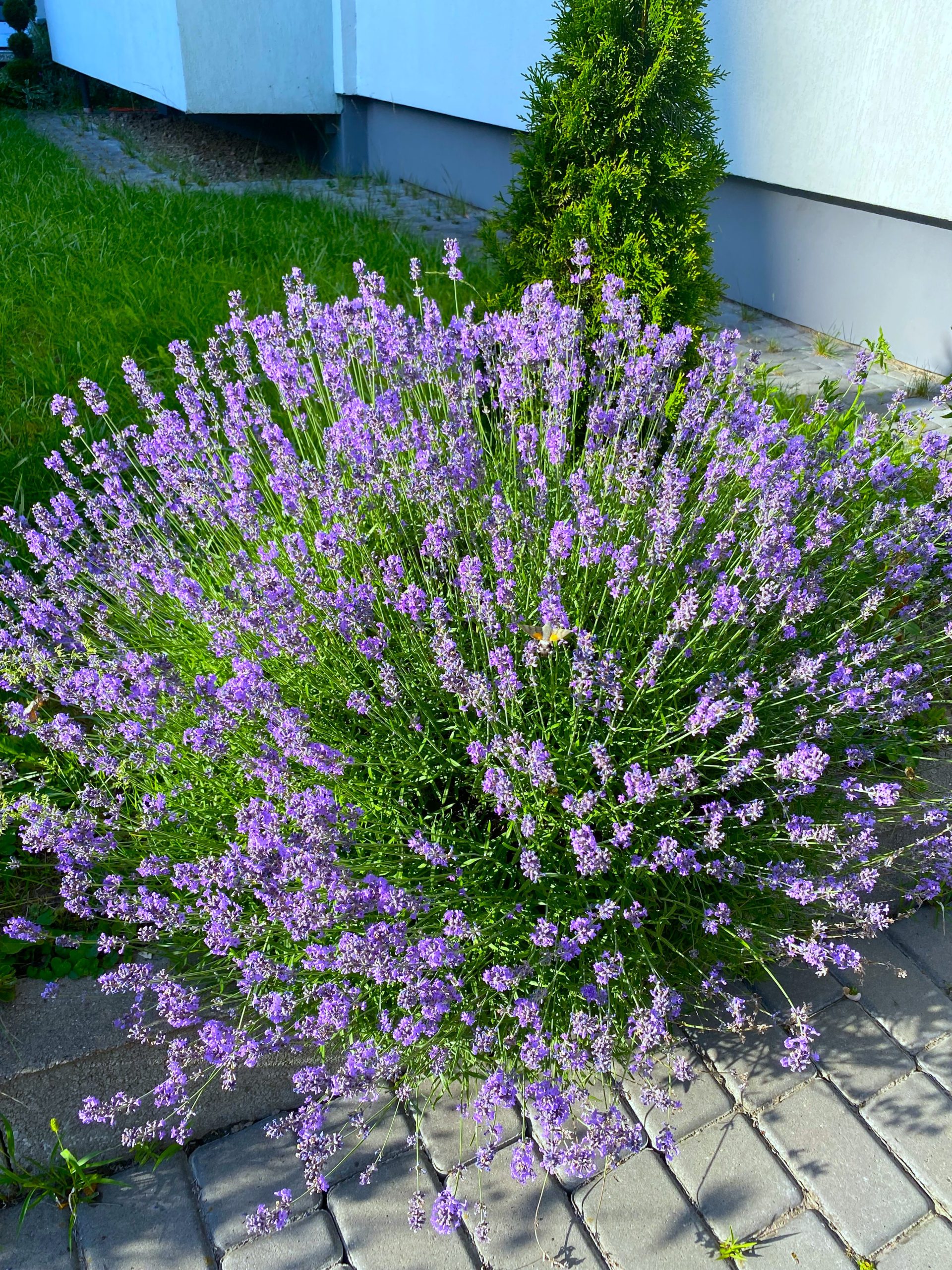 Лаванда вузьколиста Кримська Lavandula angustifolia Mill. Лаванда вузьколиста Кримська Lavandula angustifolia Mill.