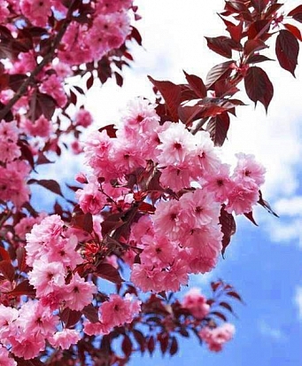 Сакура Роял Бургунді Prunus serrulata Royal Burgundy Сакура Роял Бургунді Prunus serrulata Royal Burgundy