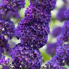 Будлея Давида Black Knight Buddleja davidii ‘Black Knight’ Будлея Давида Black Knight Buddleja davidii 'Black Knight' - Зображення 2
