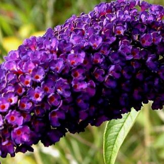 Будлея Давида Black Knight Buddleja davidii ‘Black Knight’ Будлея Давида Black Knight Buddleja davidii 'Black Knight'