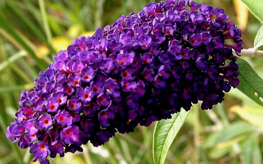 Будлея Давида Black Knight Buddleja davidii ‘Black Knight’ Будлея Давида Black Knight Buddleja davidii 'Black Knight'
